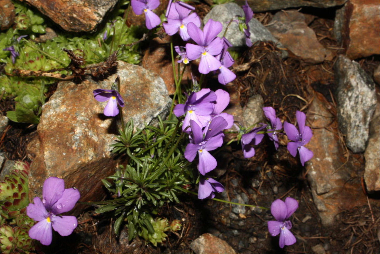 Viola valderia / Viola di Valdieri